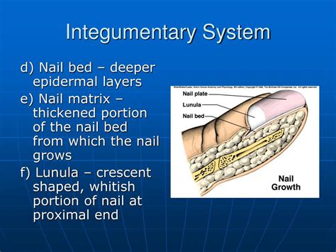 Ppt Integumentary System Powerpoint Presentation Free Download Id