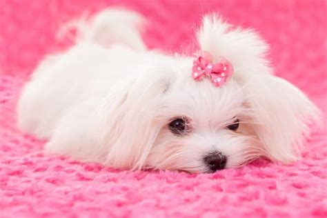 Teacup Maltese All You Need To Know About This Tiny Pup K9 Web
