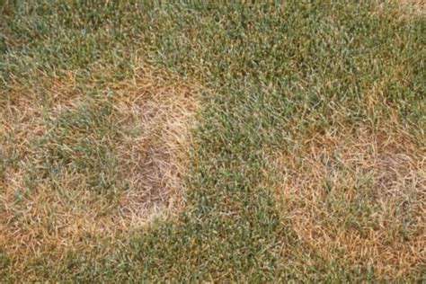 How To Identify Control And Prevent Summer Patch Lawn Disease