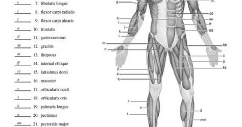 Blank Muscle Diagram To Label School Study Pinterest Muscles