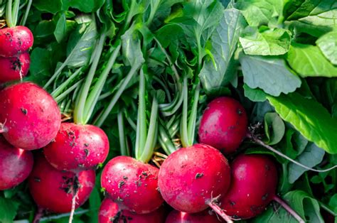 26 Fall Vegetables To Grow In Your Garden