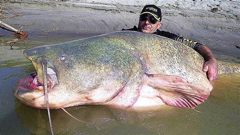 10 Biggest Fish Ever Caught Youtube