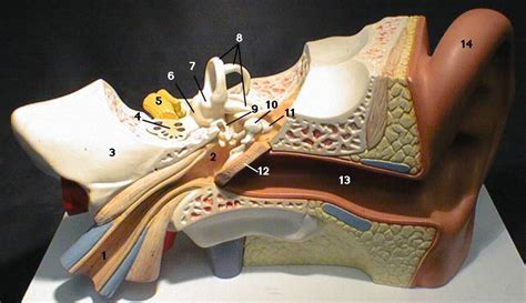 External Anatomy Of Human Ear