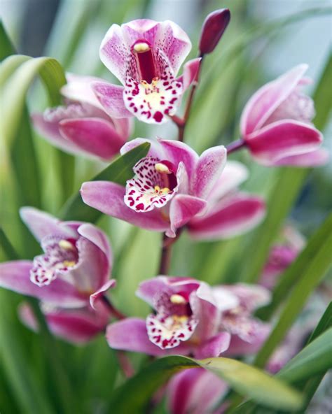 22 Best Types Of Orchids Orchid Care Guide