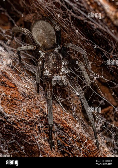 Southern House Spider Of The Species Kukulcania Hibernalis Stock Photo
