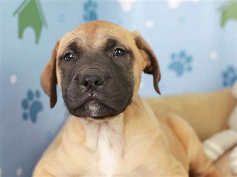 Jaks was investigated and sued by the iowa attorney general for charity fraud and was ordered to stop their sham rescue in 2020. English Mastiff (2966219) - Animal Kingdom | Puppies N Love
