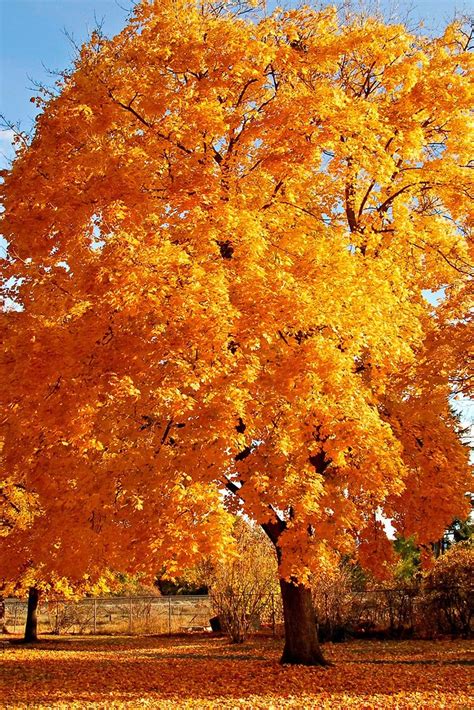 Free Download Autumn Tree Iphone Wallpaper 1067x1600 For Your Desktop