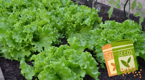 Greenhouse Growing Lettuce Greenhouse Reviews
