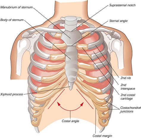 A fractured rib is very painful. Medical Pictures Info - Sternum