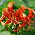 Tiger Lily Henry | Henry's Lily | Turks Cap Lily | Heirloom Lily Bulbs ...