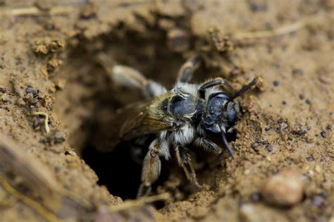 A word of caution on getting rid of ground bees digger bee control and treatments for the home yard and garden