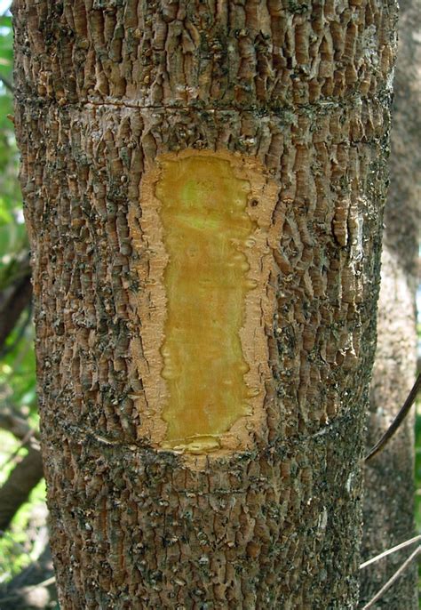 West African Plants A Photo Guide Rauvolfia Caffra Sond