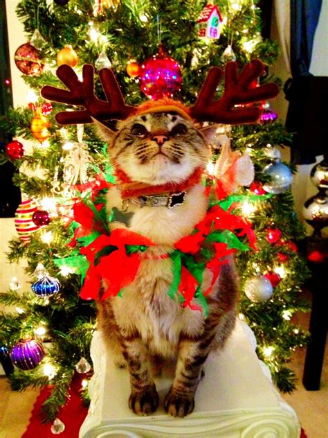Cat Is Ready For Christmas Christmas Cats Grumpy Cat Christmas