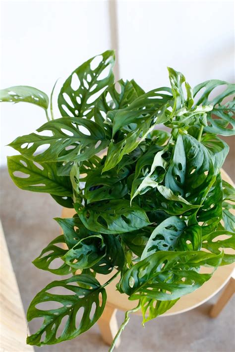 Vibrant plants are a great way of giving your garden an instant makeover. GrowUp | Monstera Adansonii | popular ornamental plant ...