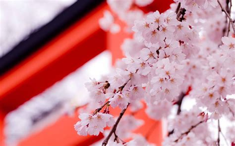 White Cherry Blossoms Mac Wallpaper Download Allmacwallpaper