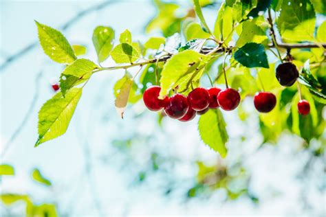 Cherry Tree Growing Problems And How To Solve Them