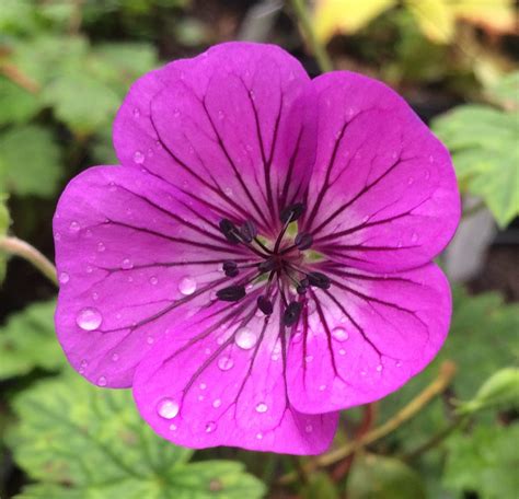 Geranium ‘pink Penny Penlan Perennials Nursery