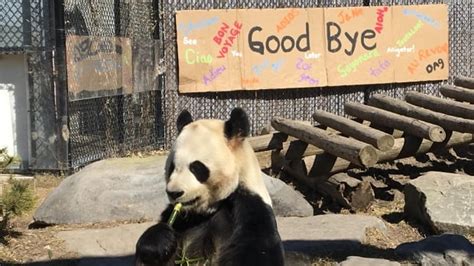 Toronto Says Goodbye To Its Beloved Giant Pandas Cbc News