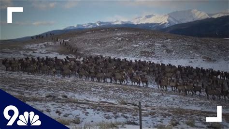 Massive Elk Herd Spotted In Snow Near Leadville Youtube