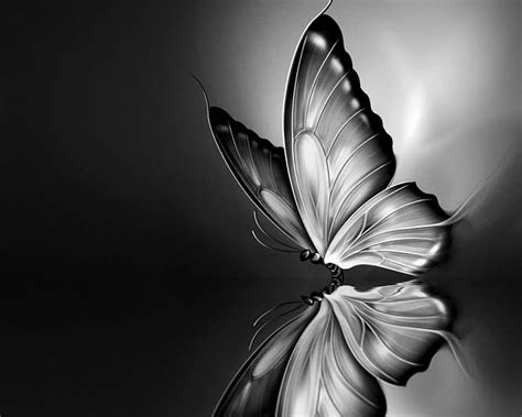 Black And White Butterfly Black And White Reflection Butterfly