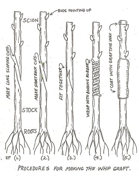 Tips On How To Share Your Favorite Plants Master