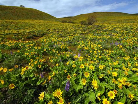 Oregon Top 5 Best Easy Wildflower Hikes In The Columbia River Gorge