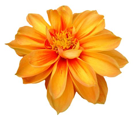 Dahlia Png Free Download Png Mart