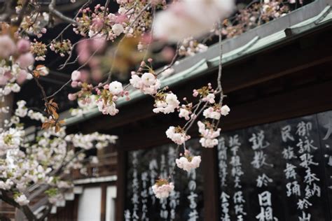 Sakura Una Bonita Leyenda Japonesa Sobre El Amor Verdadero Cultura