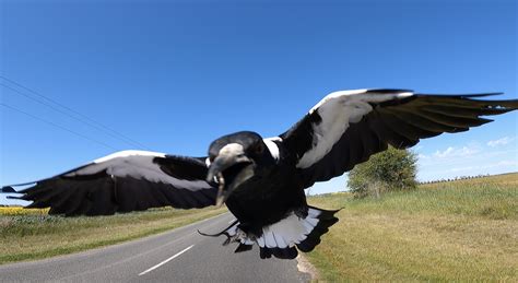 Swooping Australian Magpie Photos