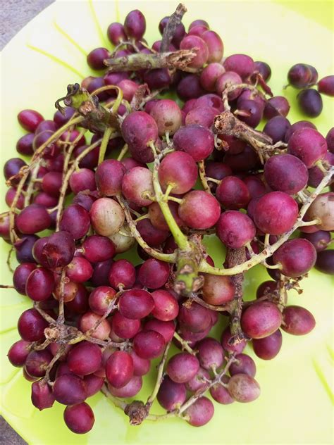 Lannea Microcarpa African Grapes 10 Seeds For 10 Usd Etsy