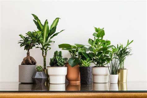 5 Indoor Plants That Are Easy To Maintain Rethink Beautiful
