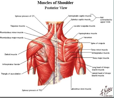There are different types of muscle, and some are controlled automatically by the autonomic nervous system. Stop Cranking on Your Shoulders for More Mobility - Tony ...