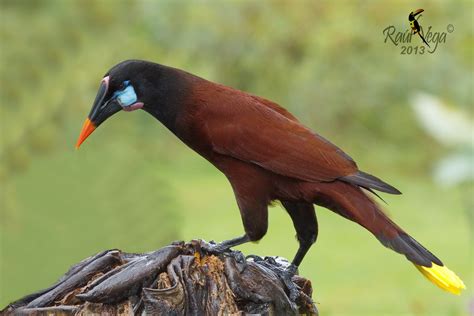 Oropéndola De Montezuma Montezuma Oropendola Psaracol Flickr