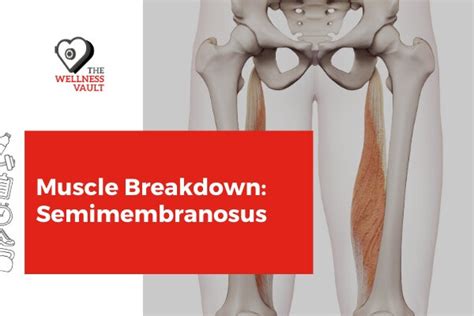 Muscle Breakdown Semimembranosus