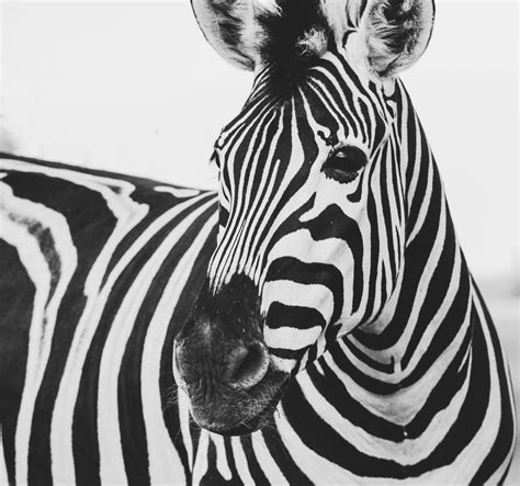 black and white striped zebra in a black and white picture in knuthenborg safaripark black and