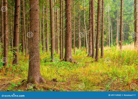 Trunks With Branches Sticking Out The Tall Pines Stock Photo Image Of