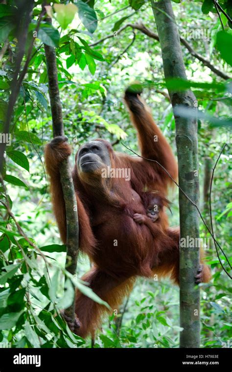 Sumatran Orangutan Pongo Abelii Mother And Nine Month Old Baby