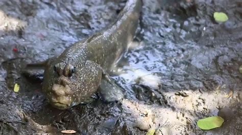 Say Hello To The Mudskipper The Fish That Can Walk On