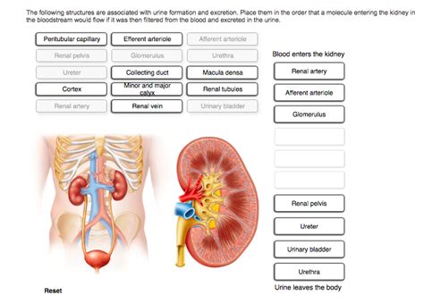 This Structure Drains Urine From The Renal Pelvis Best Drain Photos
