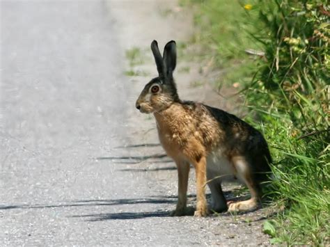 Brown Hare A Guide To Irelands Protected Habitats And Species