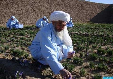 افغانستان تسلیت_کجاباید برم روزبه بمانی. پدر زعفران افغانستان درگذشت ؛ ریاست جمهوری افغانستان پیام ...