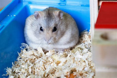 Dwarf Furry Hamster Eats Feeds And Sits On Sawdust Front