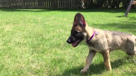 German Shepherd Puppy Ears Youtube