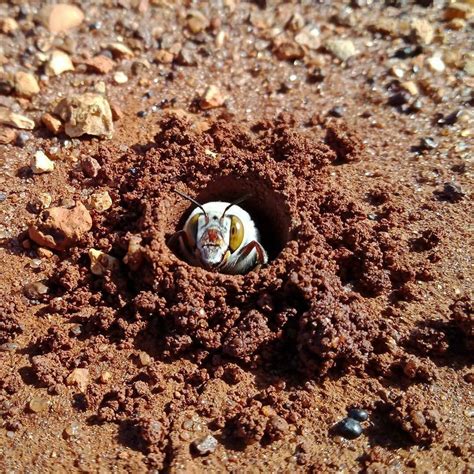 Dawsons Burrowing Bees Are Making A Buzzzzz In Wa We Are Explorers