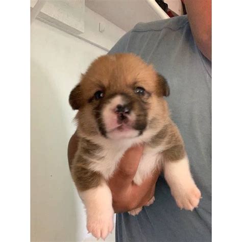 Find corgi puppies for sale with pictures from reputable corgi breeders. 6 purebred Corgi puppies in Vista, California - Puppies ...