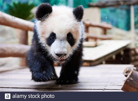 Giant Panda Cub Ailuropoda Melanoleuca Investigating Its Enclosure