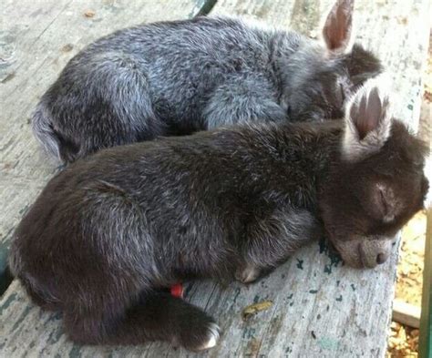16 Sleeping Baby Animals Who Are So Cute It Hurts Inspiremore