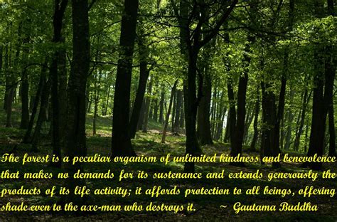 Gautam Buddha On Forests Gautambuddha Gautam Buddhas Teachings