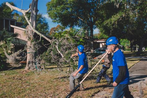 Residential Tree Services Near Me Palm Beach County Tree Trimming And
