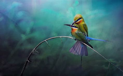1920x1080px 1080p Free Download Birds Bird Animal Hd Wallpaper